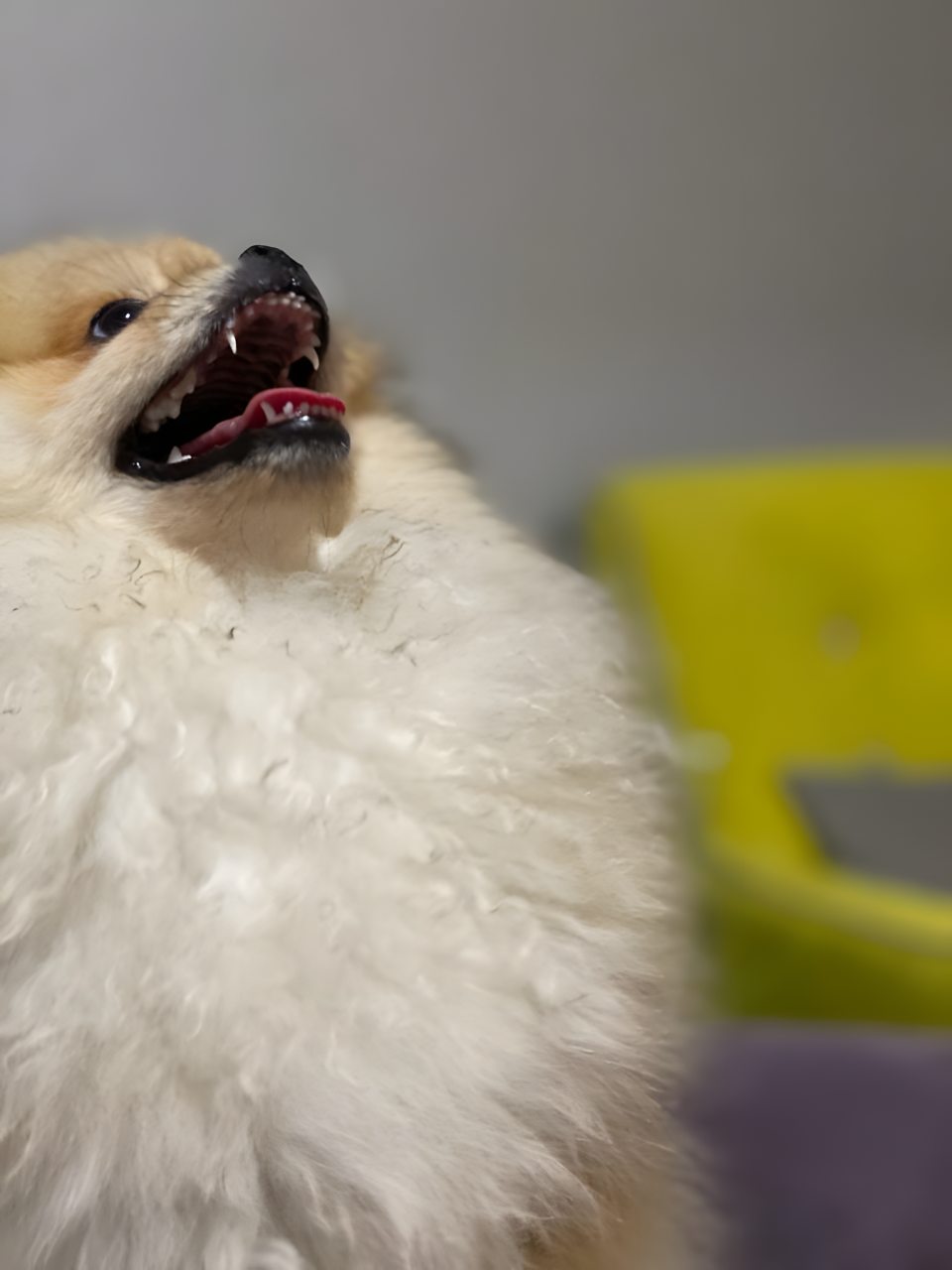 РАЗМЕЩЕНИЕ С ЖИВОТНЫМИ ВОЗМОЖНО