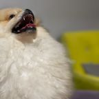 РАЗМЕЩЕНИЕ С ЖИВОТНЫМИ ВОЗМОЖНО