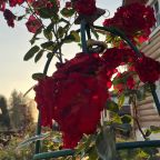 Частный сад с цветами и растениями, Загородный Дом-баня из кедра и лиственницы