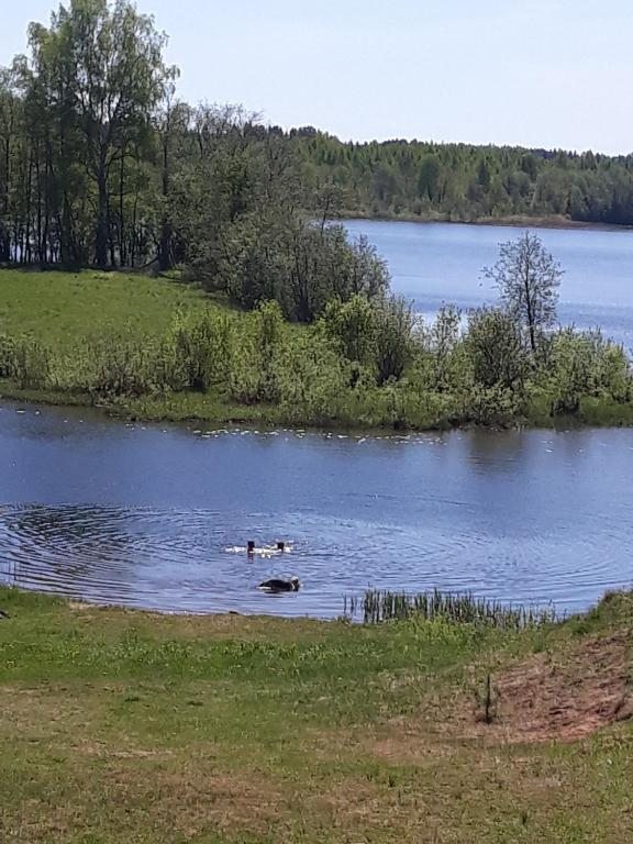 Сьюит (Номер-студио с кроватью размера 