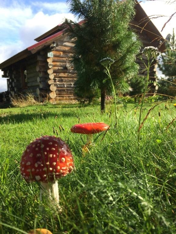 Номер (Шале с 3 спальнями), Дом для отпуска Лось