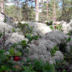 Номер (Дом с 2 спальнями), Гостевой дом Онежская бухта