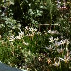 Сад, Гостевой дом Deesa-hotel