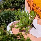 Опунция на  Ротонде