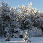 Сьюит (бизнес с натуральным камином), Forrest Club