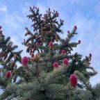 Номер (Дом для отпуска), Дом для отпуска Art House Parle