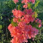 Номер (Дом для отпуска), Дом для отпуска Art House Parle