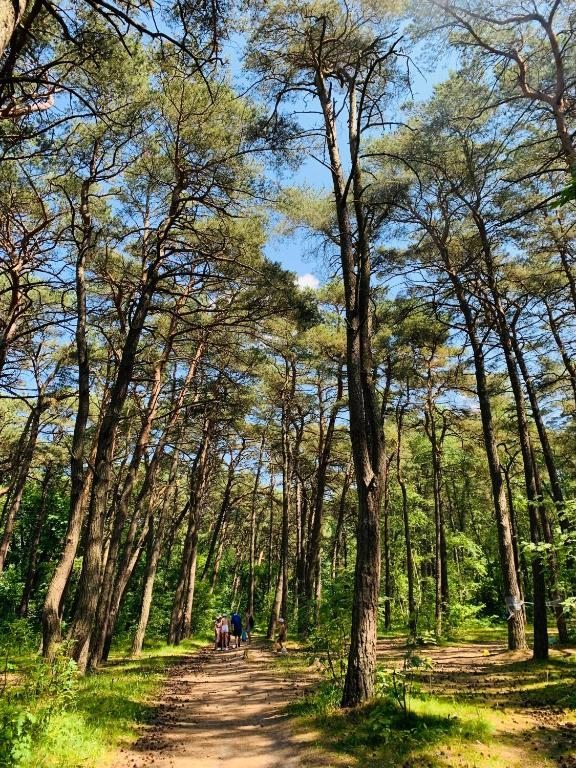 Номер (Дом с 1 спальней), Дом на Лесной