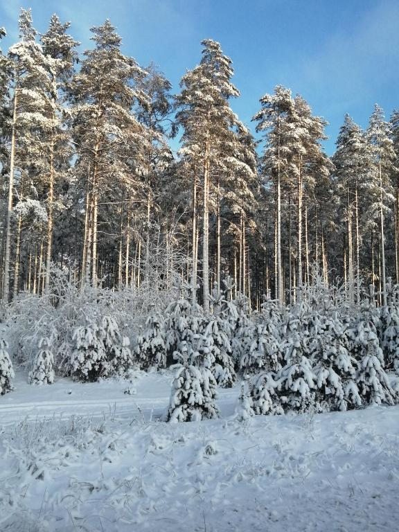 Номер (Дом с 2 спальнями), У полковника