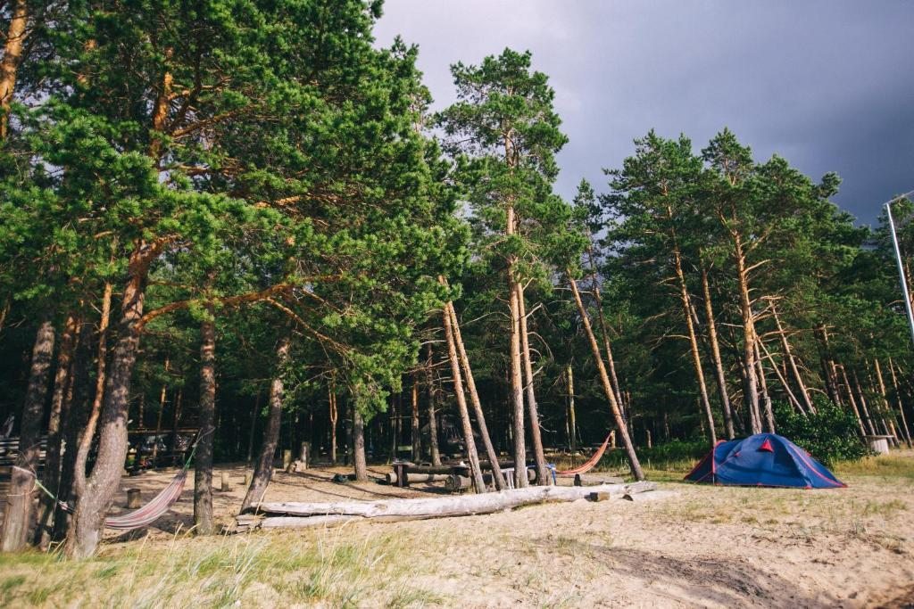 Погода в боре ленинградская область. Винд Хантер Сосновый Бор. Wind Hunters Surf Station Сосновый. Сёрф станция Сосновый Бор. Wind Hunters Surf Station кемпинг.