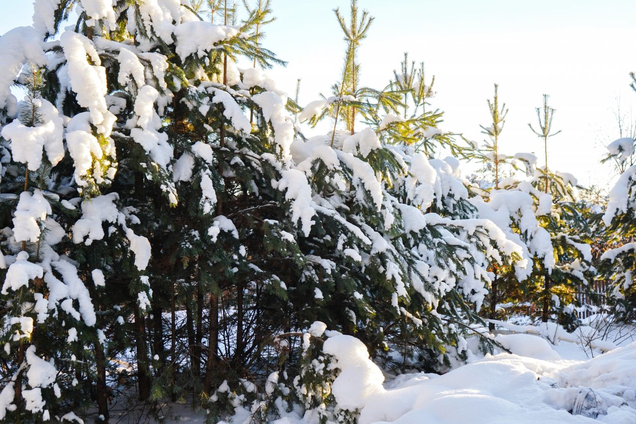 Номер (Лесной 2х-местный), Туристский комплекс Мариинские избы