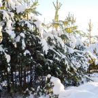 Номер (Лесной 2х-местный), Туристский комплекс Мариинские избы