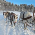 Объект находится в лесу, База отдыха Каравелла