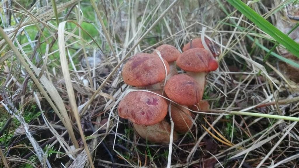 в сезон много грибов в соседнем лесу