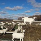 Номер (Дом с 3 спальнями), Экоферма Александровский спас