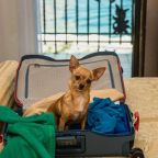 Допускается размещение домашних животных, Гостиница Фортуна