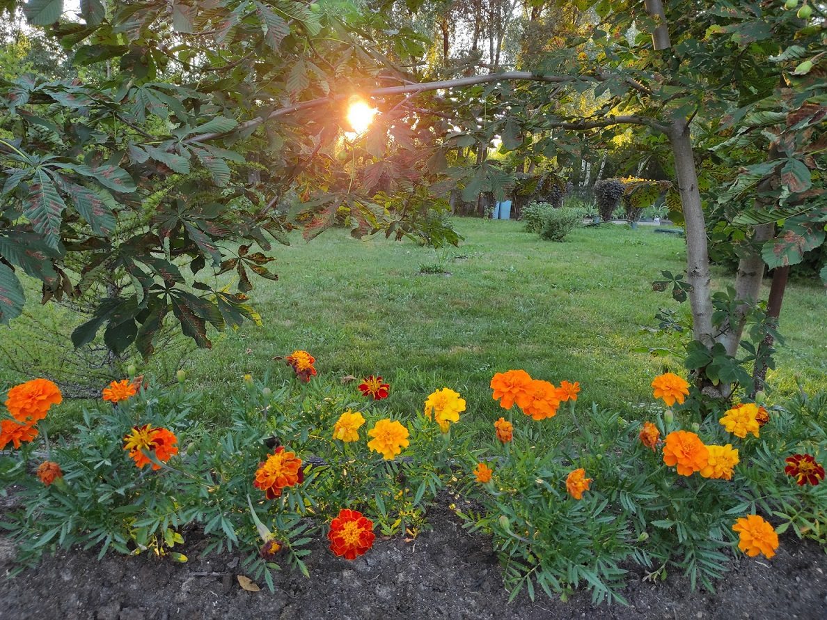 Вид на сад, Гостиница Осташевская