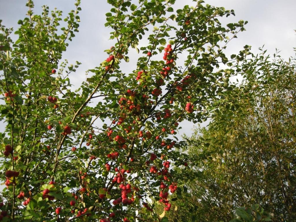 Номер (Дом с 1 спальней), Загородный дом Рублёво