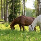 Апартаменты (С 1-й спальней и балконом 207/2-этаж), Загородный клуб Ромашка