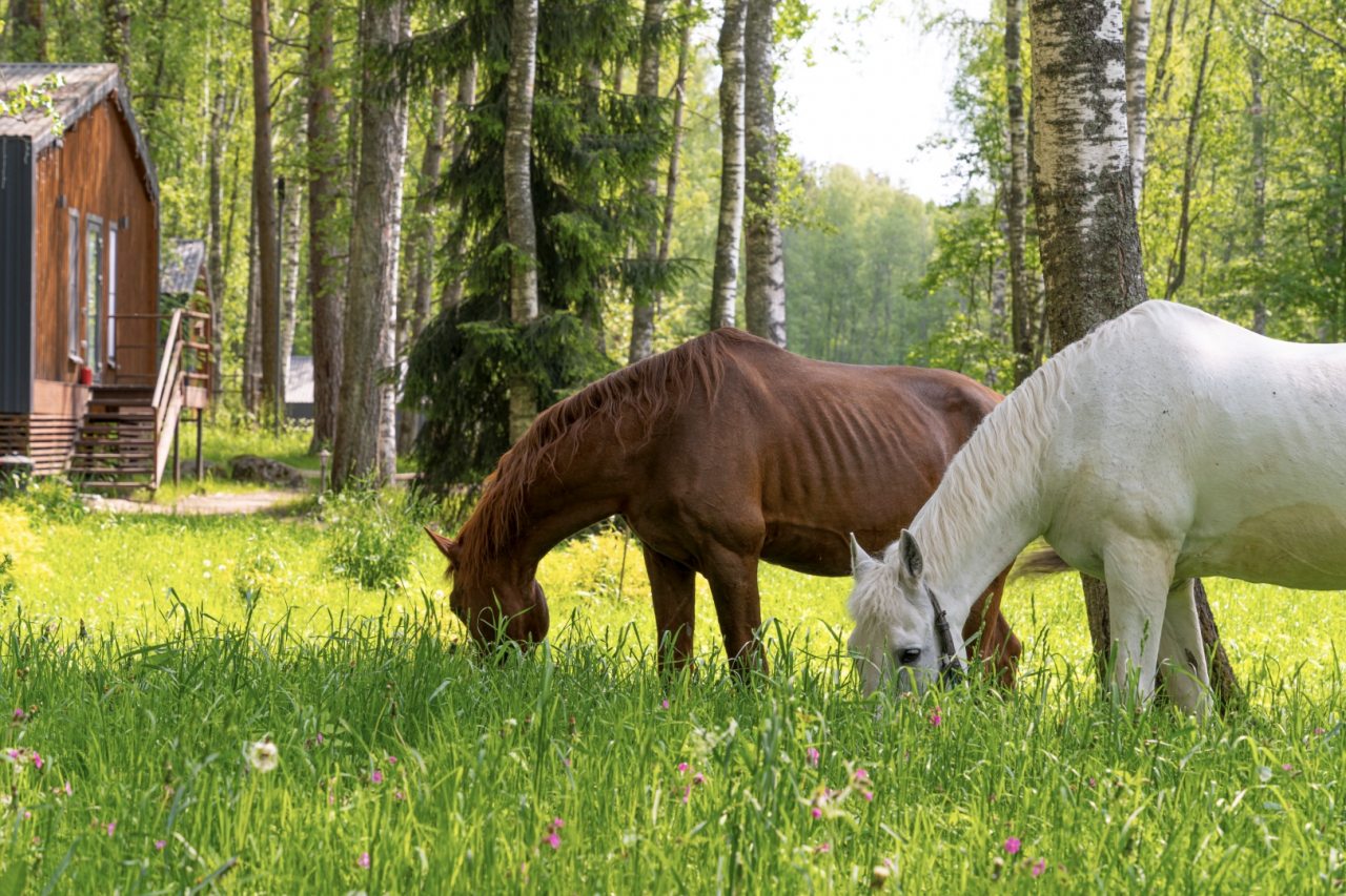 Коттедж (Малый  с сауной), Загородный клуб Ромашка