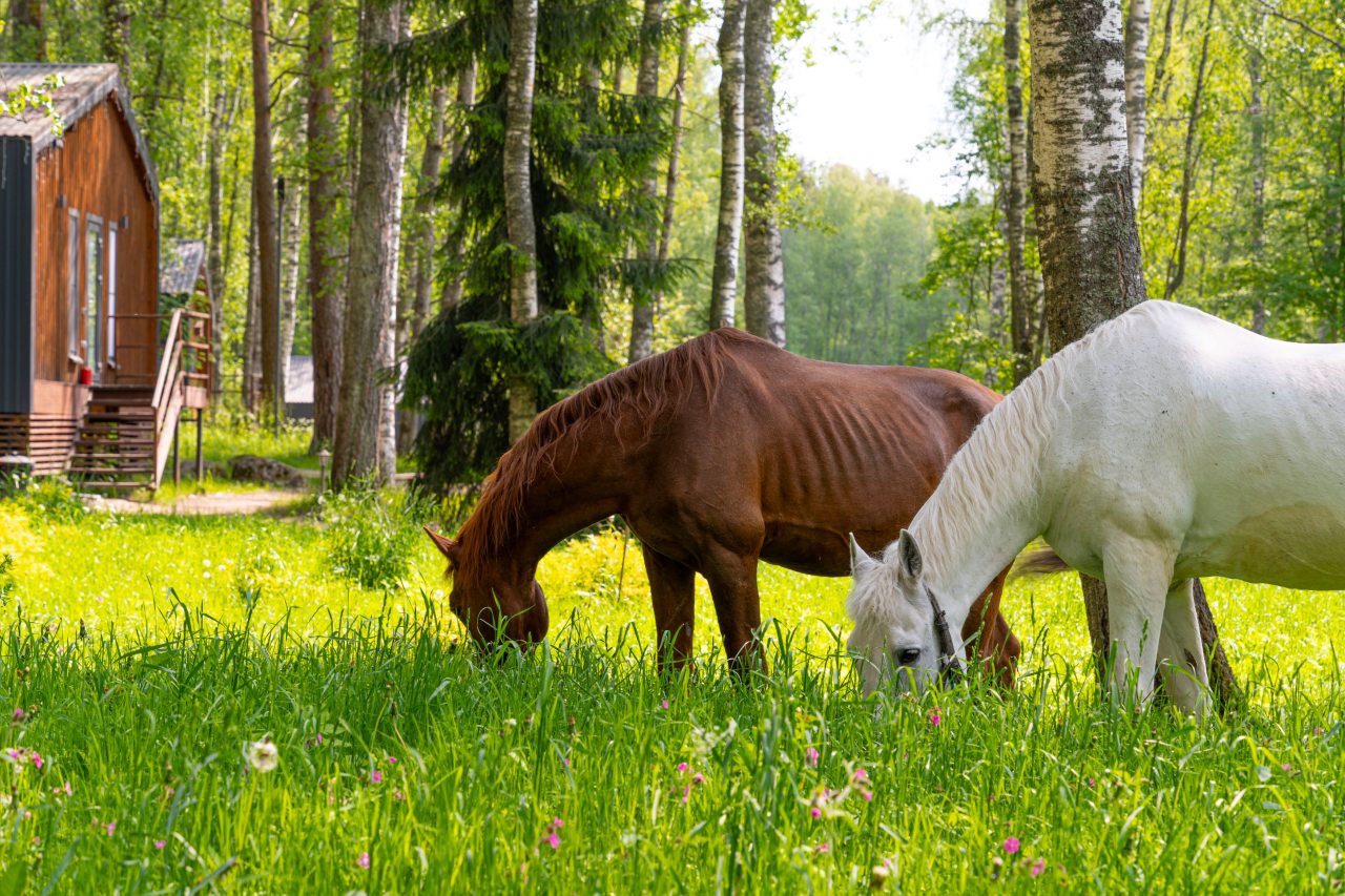 Коттедж (У озера с двумя спальнями 100м2), Загородный клуб Ромашка