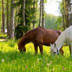 Коттедж (С панорамными окнами видом на лес 40м2), Загородный клуб Ромашка