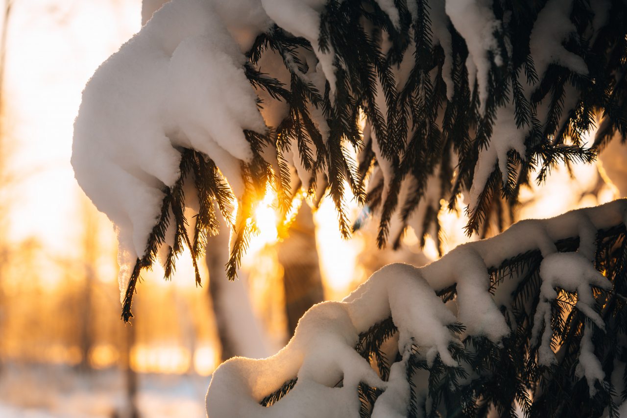 Дом (У воды Малина/Брусника 28 м2), Загородный клуб Ромашка