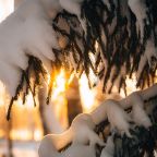 Дом (С видом на лес гостиная со спальней 50 м2), Загородный клуб Ромашка