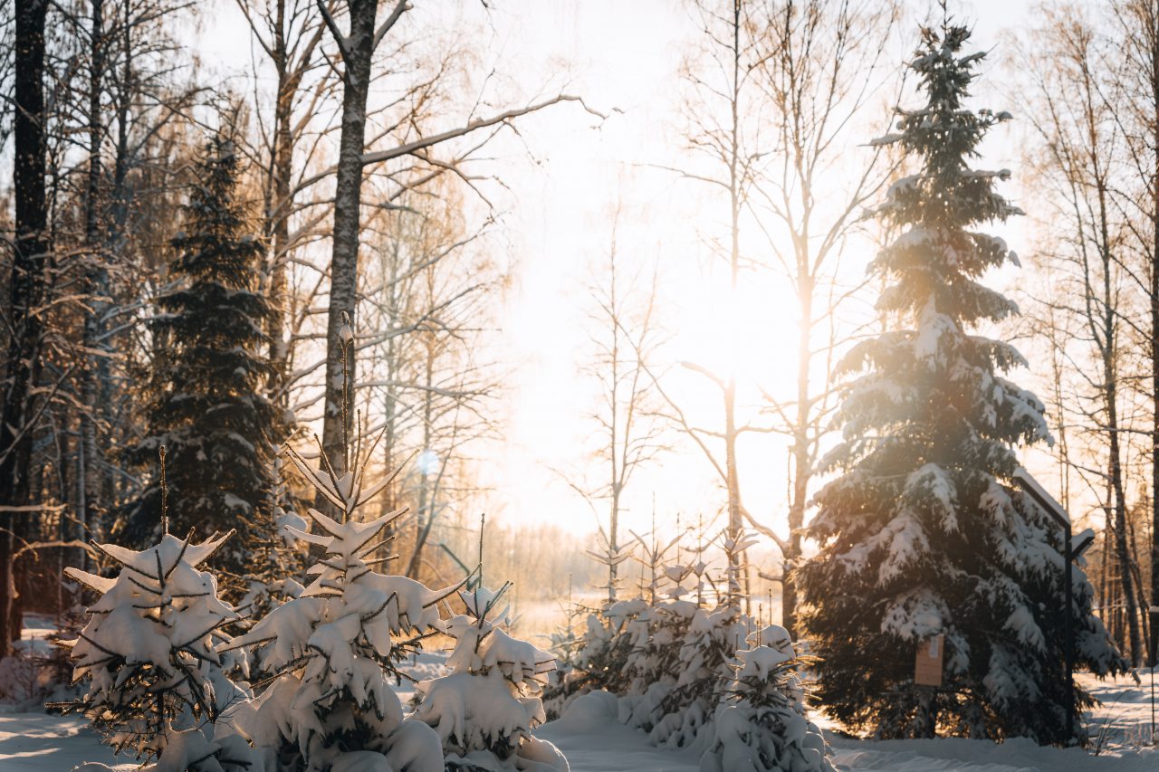 Дом (У воды  гостиная со спальней Черника/Ежевика 36 м2), Загородный клуб Ромашка