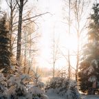 Дом (С видом на лес c 2-мя спальнями 54 м2), Загородный клуб Ромашка