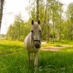 Дом (С видом на лес гостиная со спальней 50 м2), Загородный клуб Ромашка