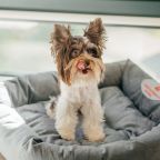 Допускается размещение домашних животных, Эко-отель Простые радости