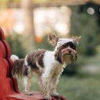 Допускается размещение домашних животных, Эко-отель Простые радости