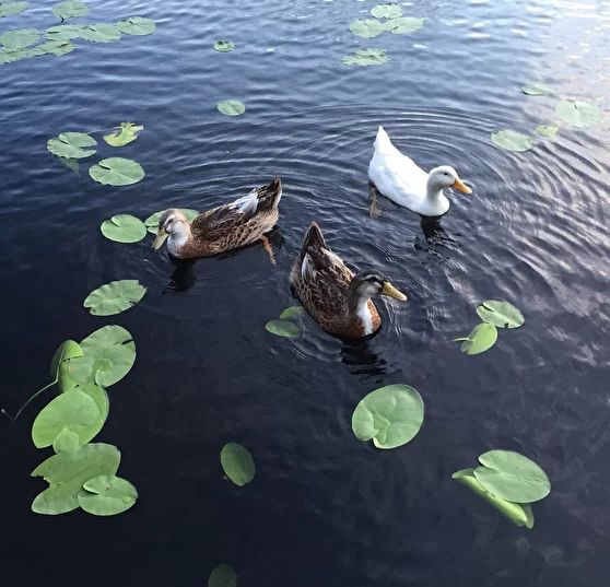 Коттедж Ахвенлампи