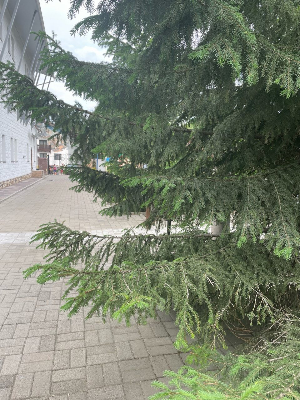 Сьюит (Люкс), Гостевой дом Арслан