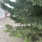 Сьюит (Люкс), Гостевой дом Арслан