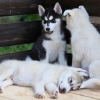 Сьюит (Люкс), Гостевой дом Арслан