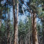 Сьюит (Люкс), Гостевой дом Арслан