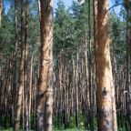 Сьюит (Люкс), Гостевой дом Арслан