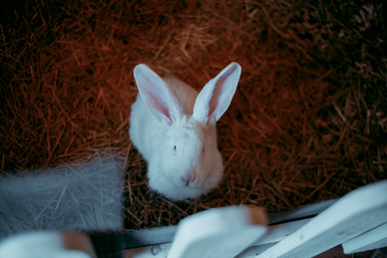 Сьюит (Люкс), Гостевой дом Арслан