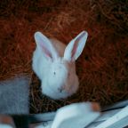 Сьюит (Люкс), Гостевой дом Арслан