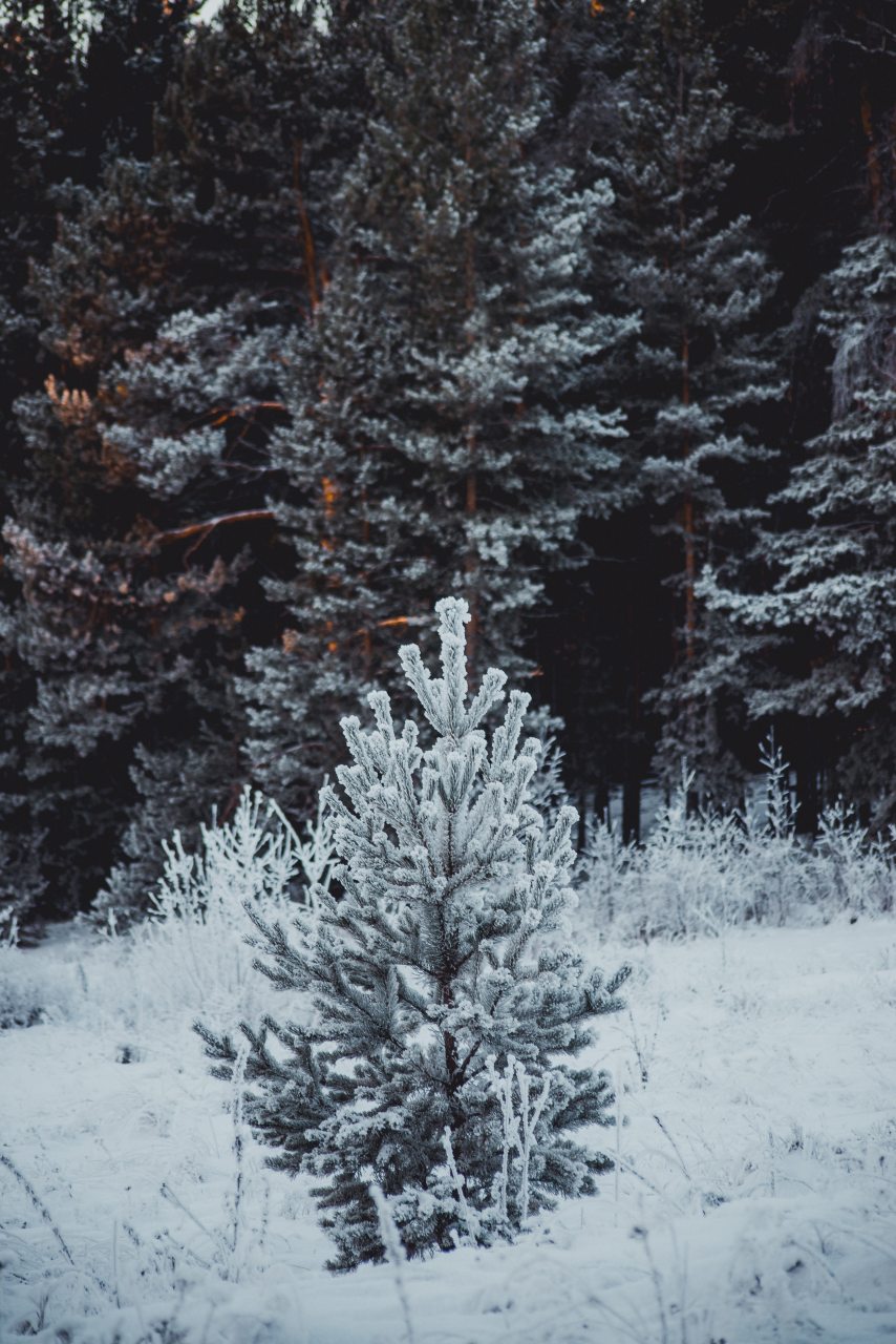 Сьюит (Люкс), Гостевой дом Арслан