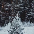 Сьюит (Люкс), Гостевой дом Арслан