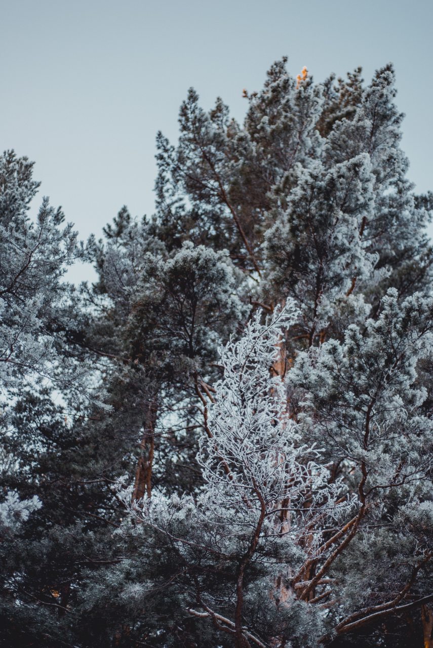 Коттедж, Гостевой дом Арслан
