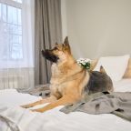 Четырехместный (DOG FRIENDLY Премиум Комфорт Четырехместный), Отель Ист Ривер
