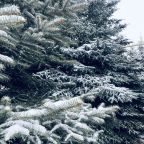 Сад, Коттедж На Зеленом