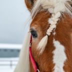 Конный прокат, Парк-Отель Эко клуб NA FERME