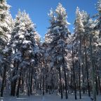 Объект находится в лесу, Отель Forest эко