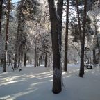 Объект находится в лесу, Отель Forest эко