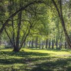 Двухместный (Стандарт с двуспальной кроватью), Отель Forest эко